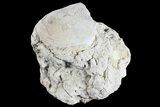 Fossil Titanothere (Megacerops) Vertebrae - South Dakota #73226-1